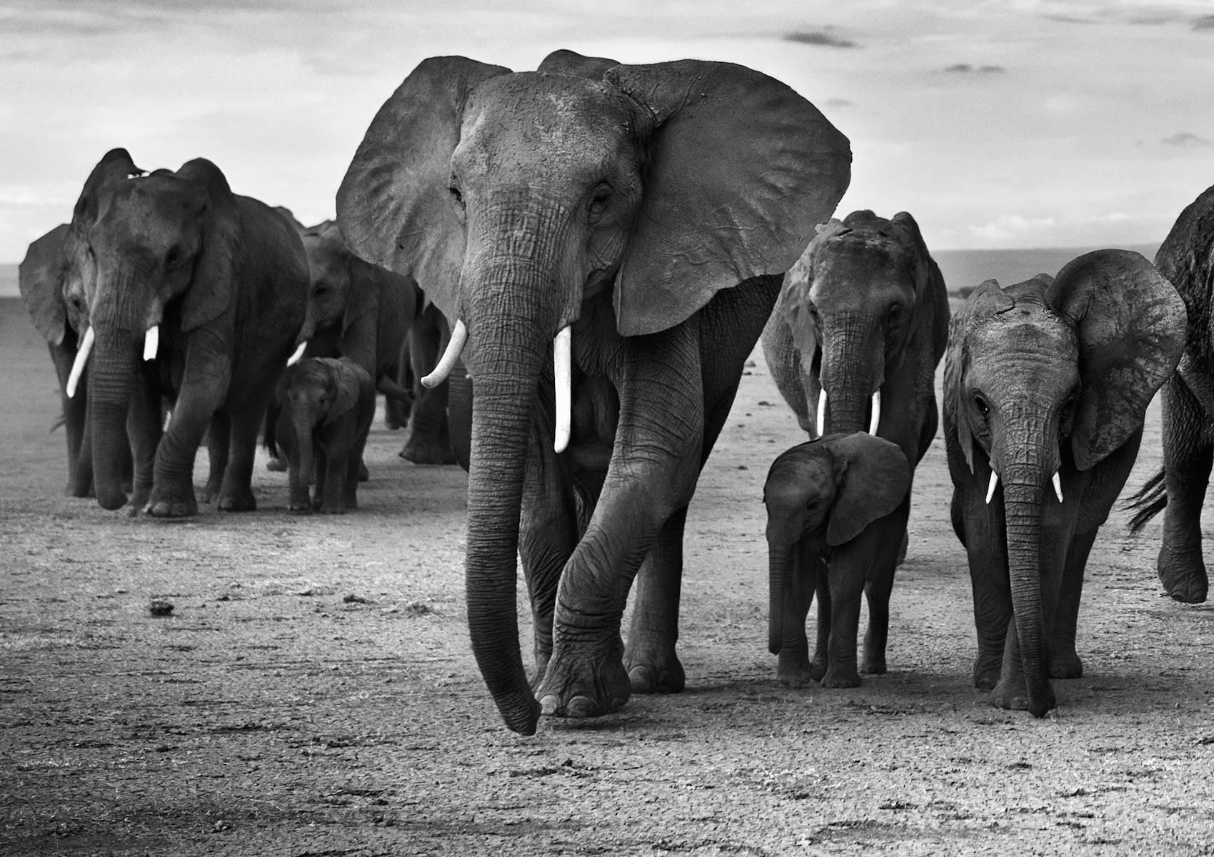 Family by David Yarrow - Elephant - Contemporary Photography For Sale 1