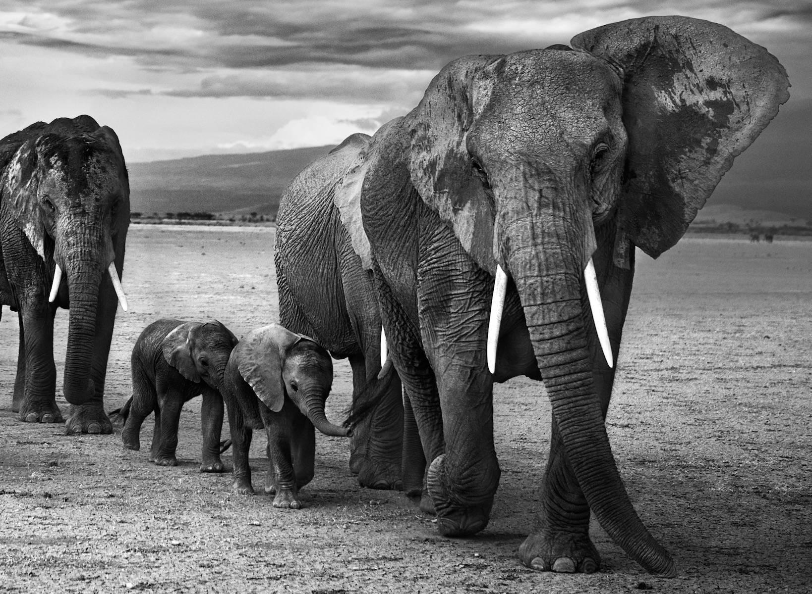 Family by David Yarrow - Elephant - Contemporary Photography For Sale 2