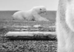 Hello by David Yarrow - Polar Bear - Contemporary Photography