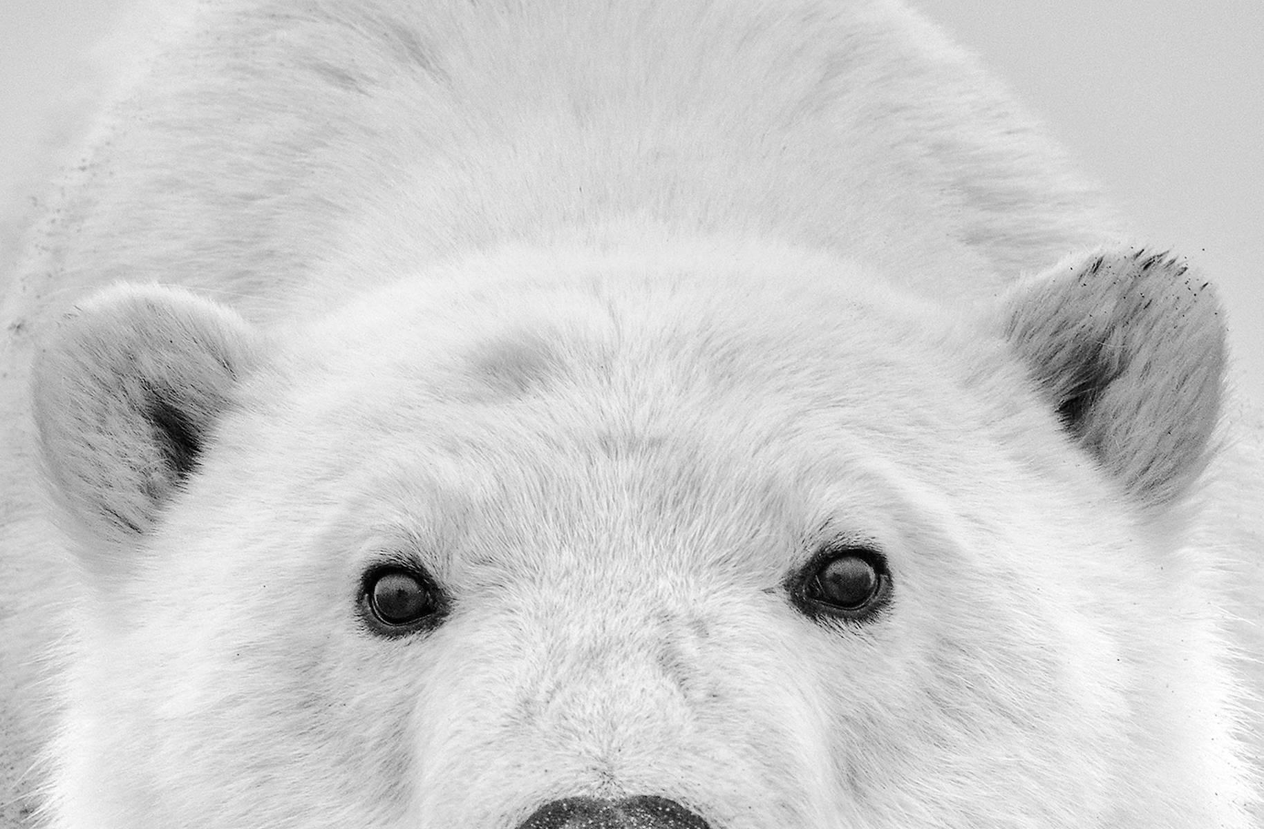 david yarrow polar bear