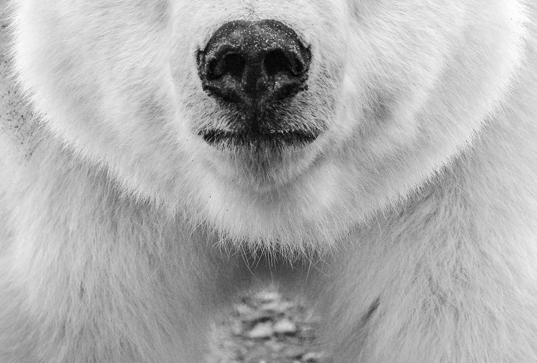 david yarrow bear