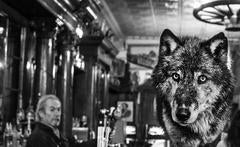 The Wolf Of Main Street II