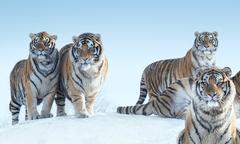 The Siberians by David Yarrow - Tigers