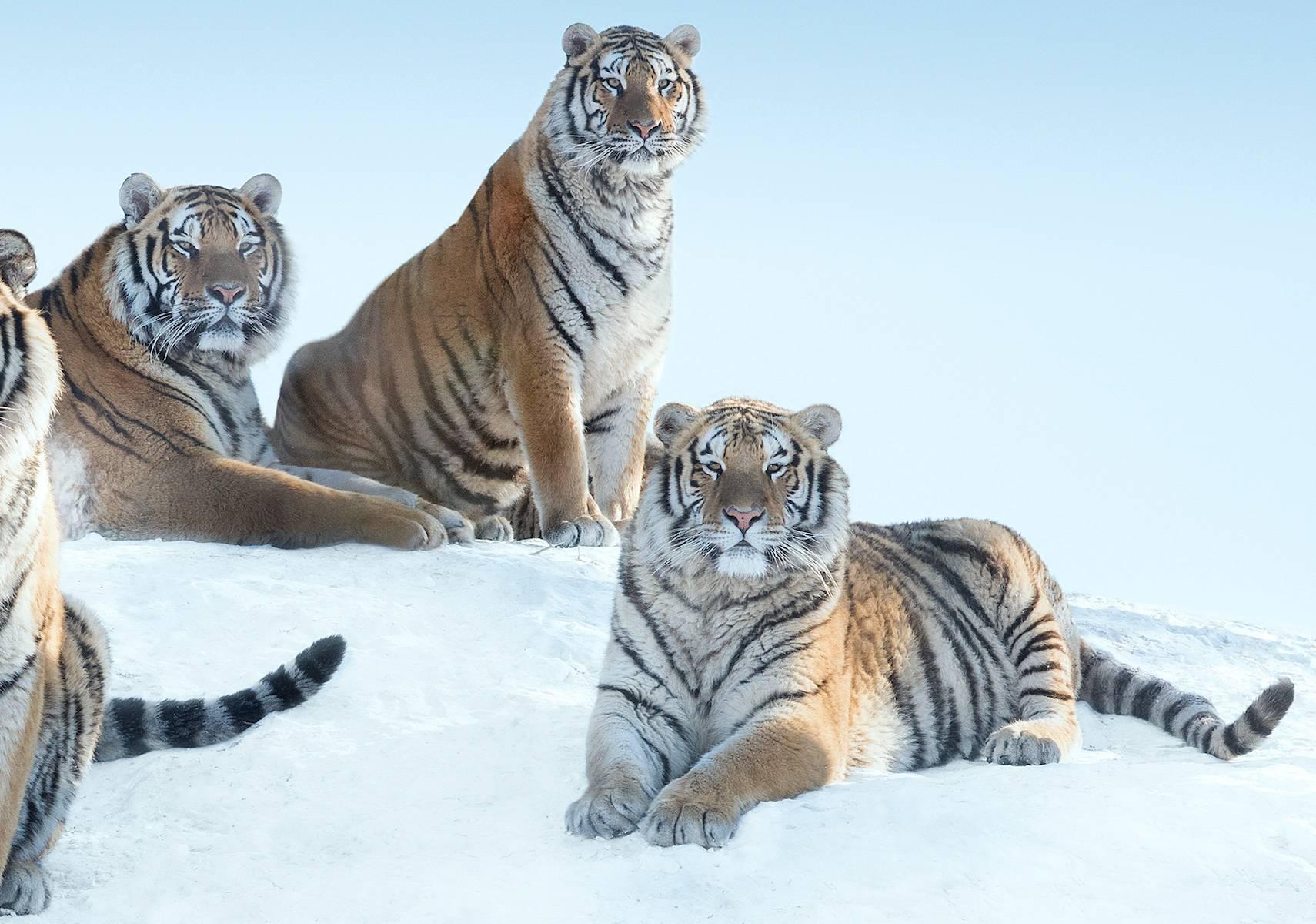 Los siberianos de David Yarrow - Tigres en venta 2