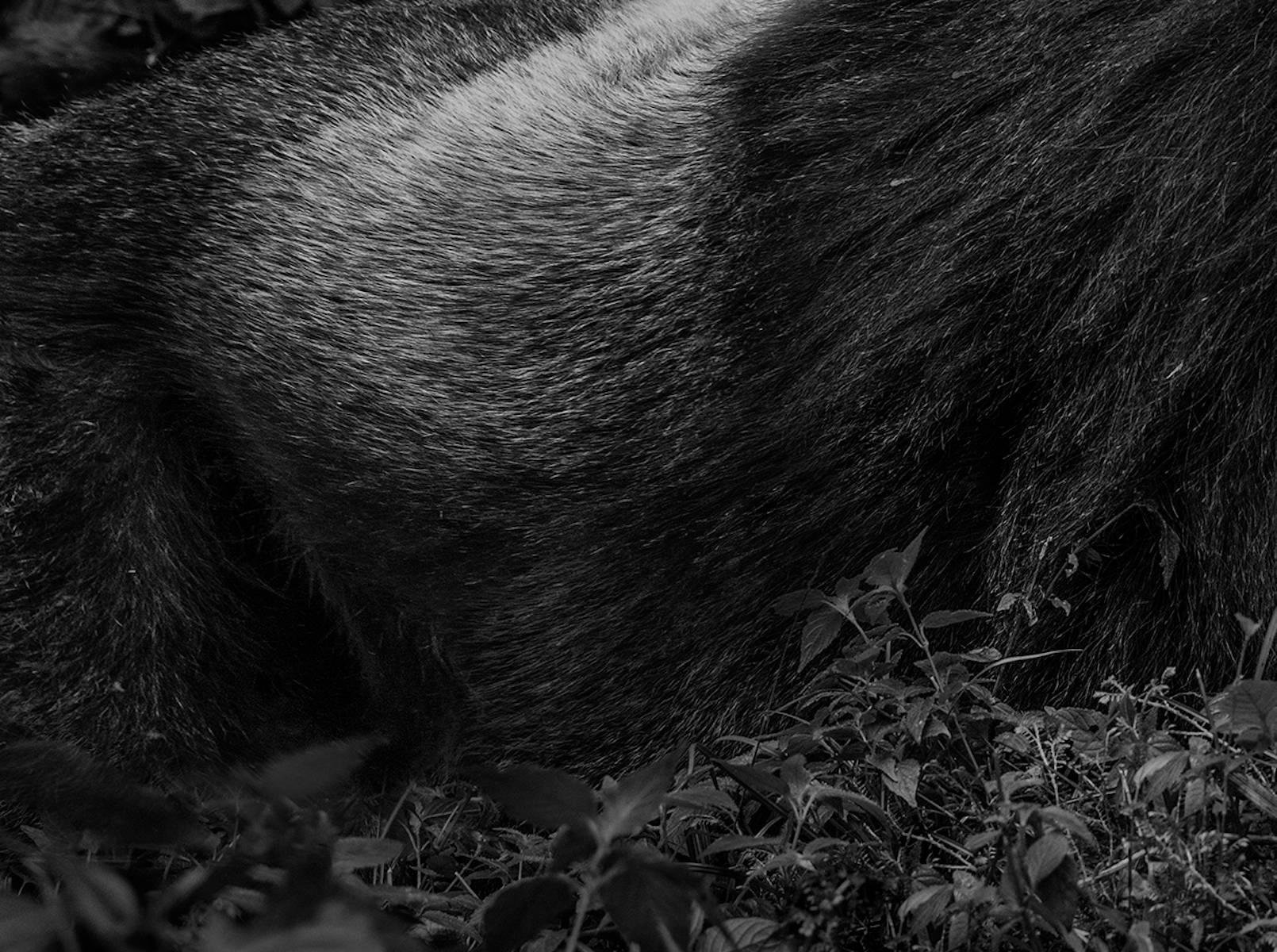 The Silverback - Gray Black and White Photograph by David Yarrow