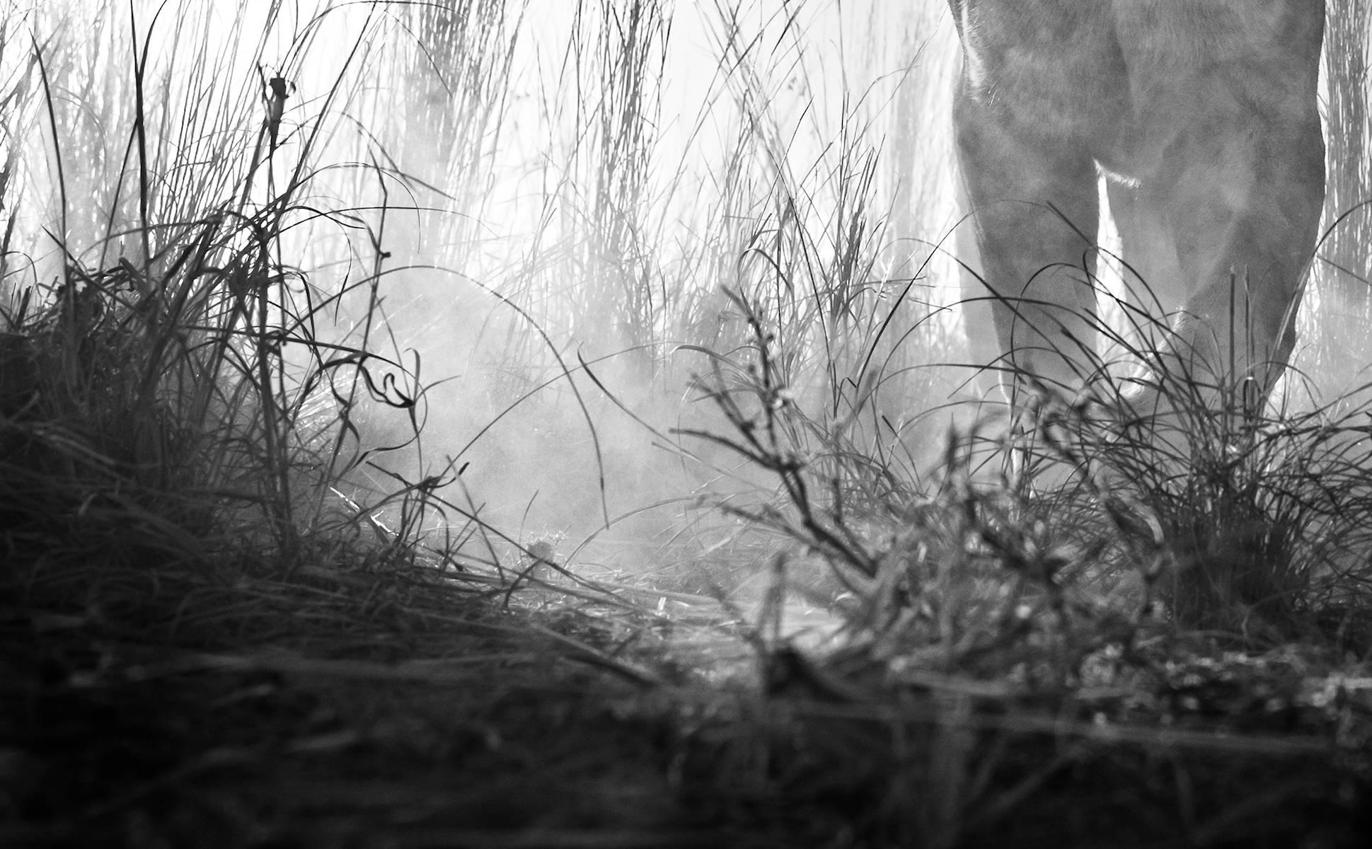 Gladiator - Contemporary Photograph by David Yarrow