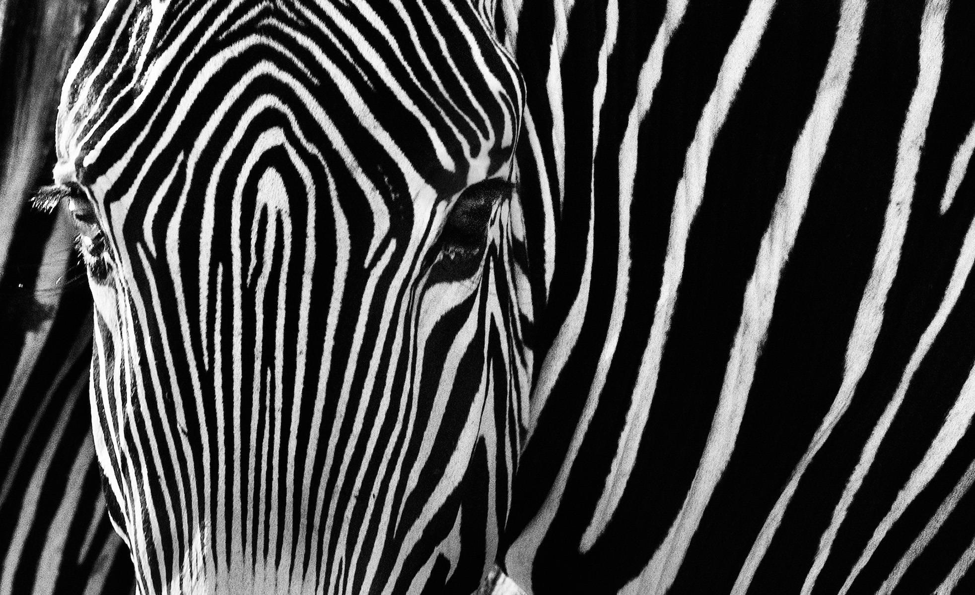 The Puzzle - Photograph by David Yarrow