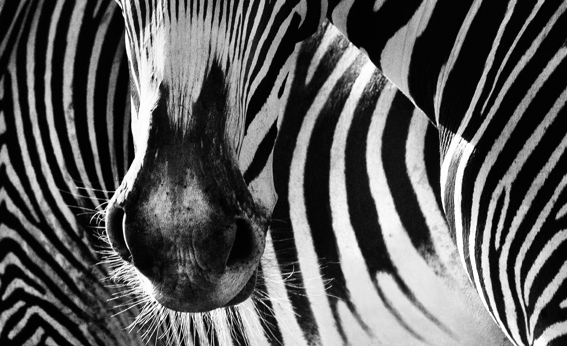 david yarrow zebra