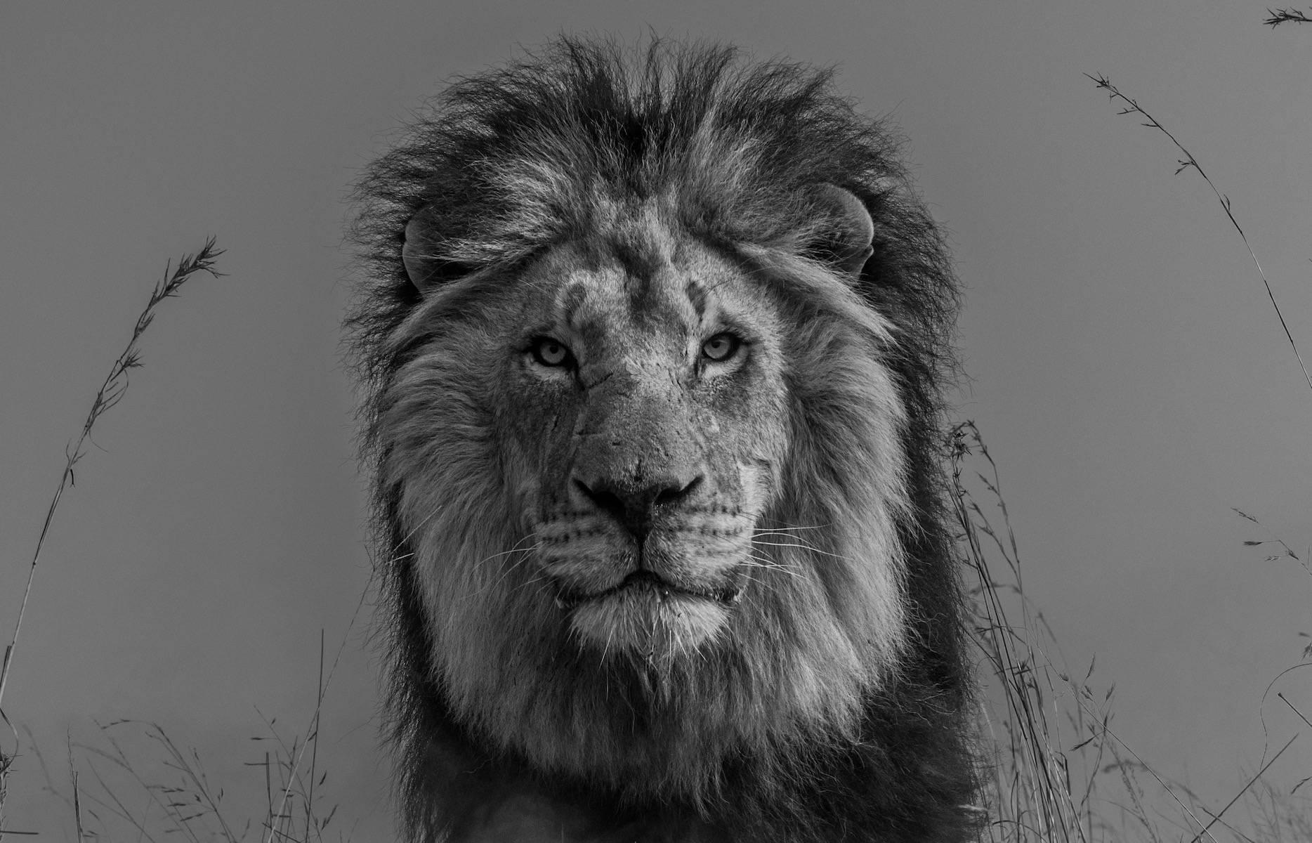 The King and I - Photograph by David Yarrow