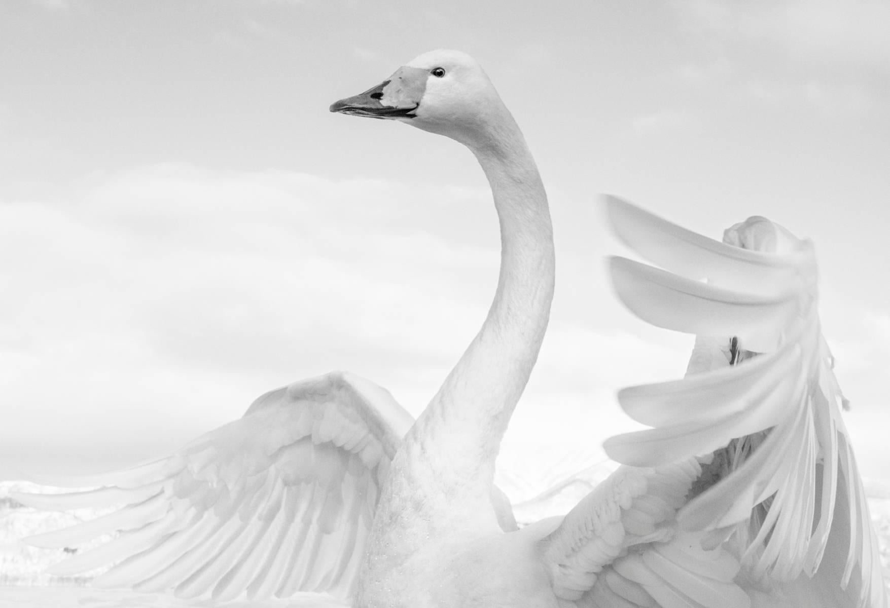 Swan Lake - Gray Black and White Photograph by David Yarrow