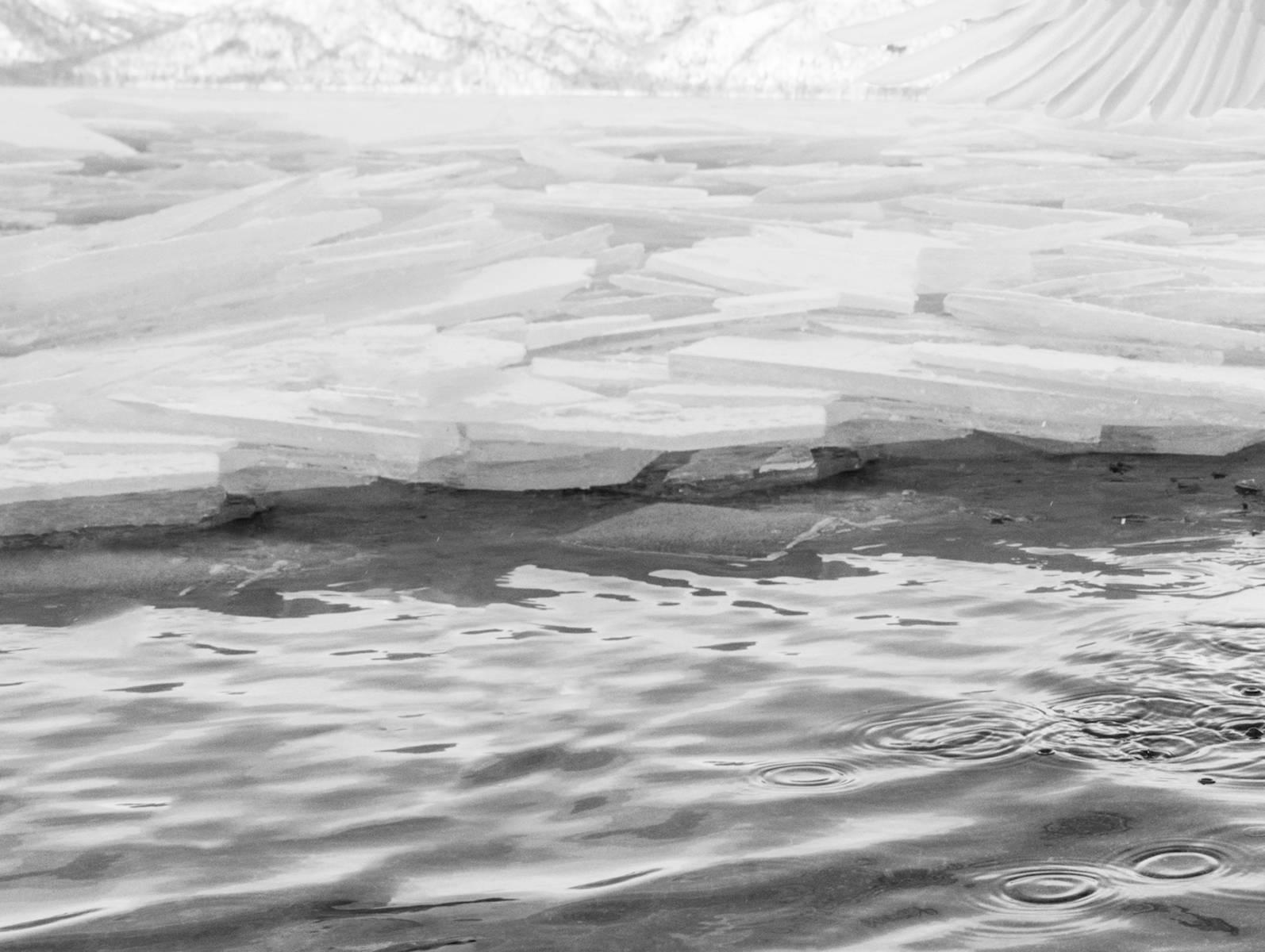 Schwan-See (Zeitgenössisch), Photograph, von David Yarrow