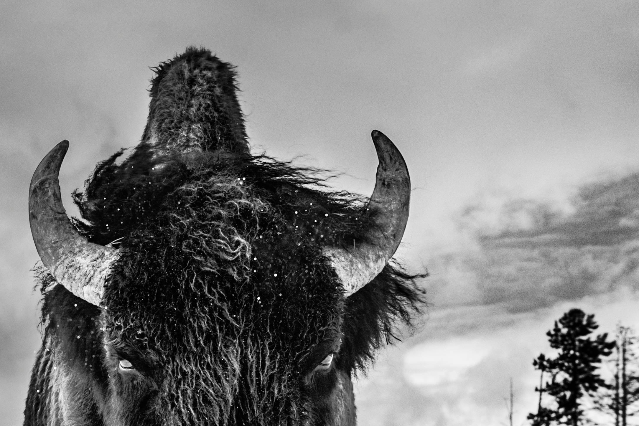 The American Idol - Photograph by David Yarrow