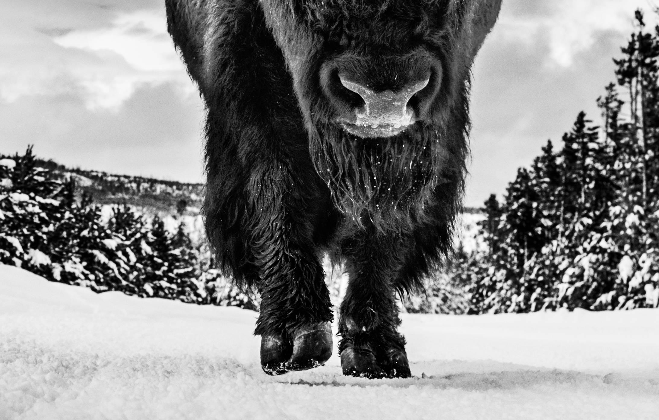 The American Idol - Contemporary Photograph by David Yarrow