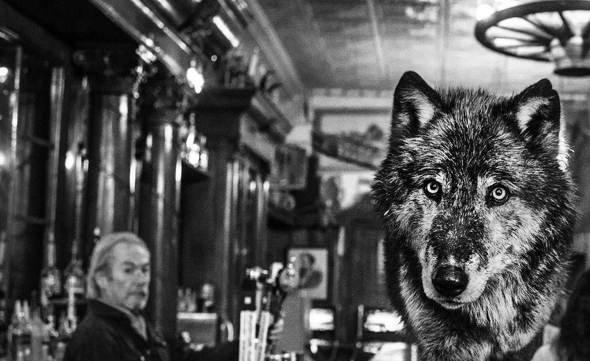 The Wolf Of Main Street II - Photograph by David Yarrow