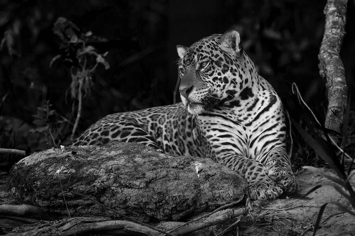 Patricio Robles Gil Black and White Photograph - Jaguar