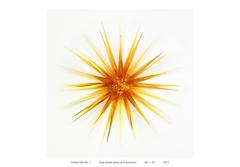Amber Star No. 1 4