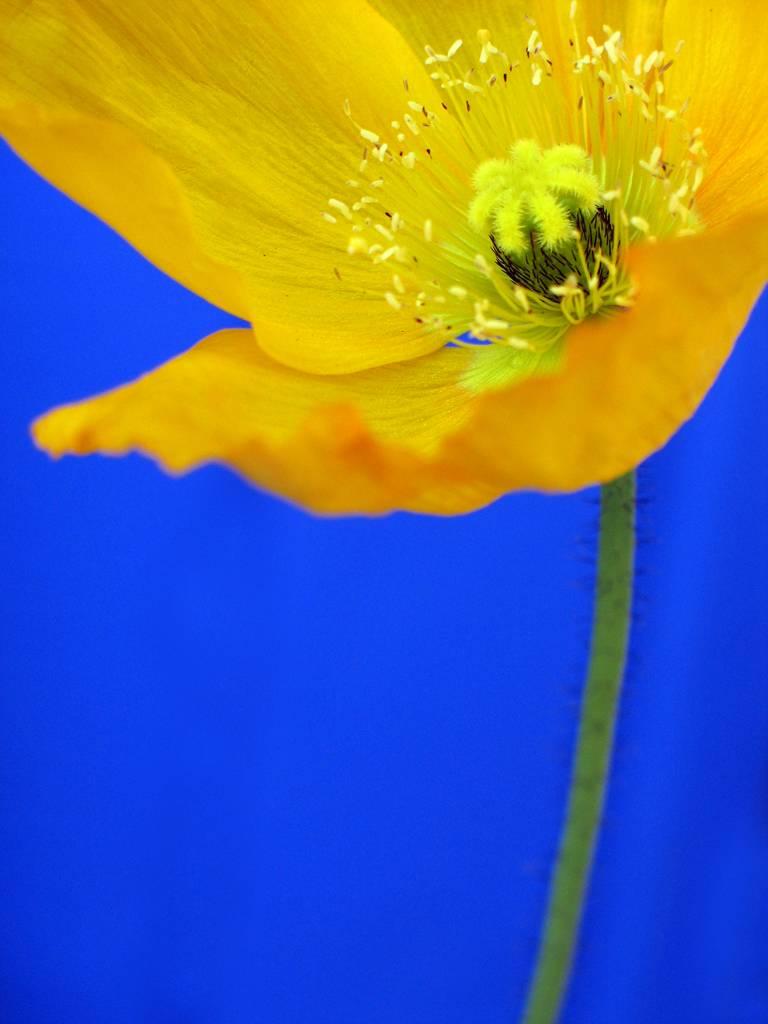 Yellow & Blue Flower Detail by Geoffrey Baris, Color Nature Photography 