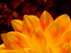 Dettaglio del petalo di un fiore arancione, fotografia naturalistica a colori di Geoffrey Baris, primo piano