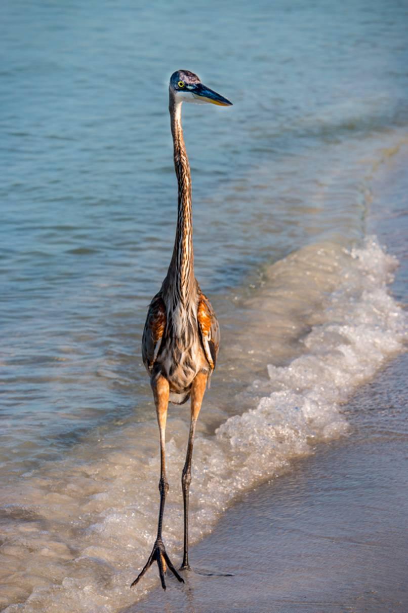 Crane, Farb-Naturfotografie von Geoffrey Baris, Tiere, Vögel, Strand, Ozean