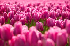 Field of Pink Tulips, Color Nature Photography by Geoffrey Baris, Flowers 