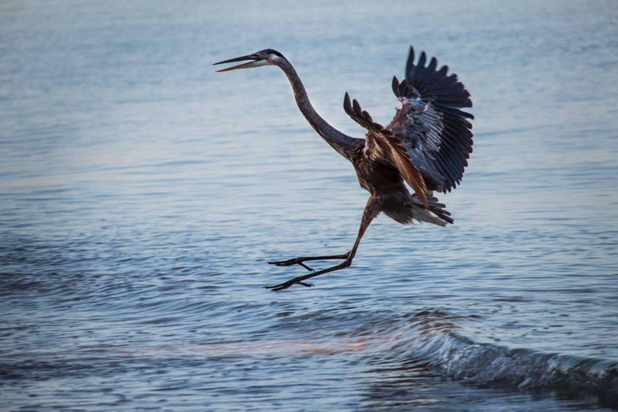 Crane in Flight, Farb-Naturfotografie von Geoffrey Baris, Tier, Vogel, Strand