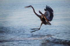 Crane in Flight, Color Nature Photography by Geoffrey Baris, Animal, Bird, Beach