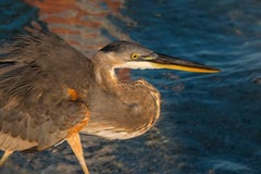 Crane, Farbnature-Fotografie von Geoffrey Baris, Wildtiere, Vogel, Nahaufnahme