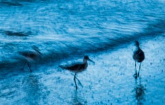Des grues, photographie de nature en couleur de Geoffrey Baris, Oiseaux, Bleu, Vie sauvage