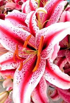 Pink Lily Detail, Color Nature Photography by Geoffrey Baris, Flower, Botany