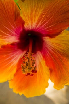 Orange Flower Detail, Color Nature Photography by Geoffrey Baris, Close-up 