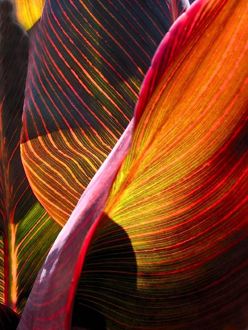 Tropische Pflanzgefäßdetails, farbige Naturfotografie von Geoffrey Baris, Botany