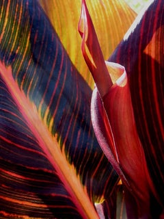 Tropical Plant Leaf Detail, Color Nature Photography by Geoffrey Baris