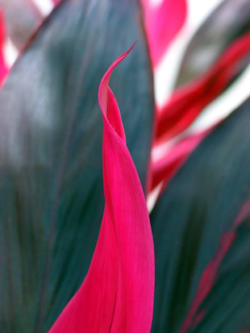 Tropische Pflanzgefäßdetails, Farb Naturfotografie von Geoffrey Baris, Magenta 