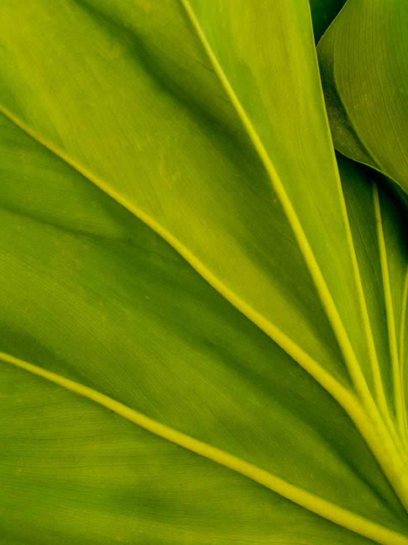 Plant Leaf Detail, Color Nature Photography by Geoffrey Baris
Archival pigment print on museum fine art paper

Edition of 7
Includes certificate of authenticity. Signed and numbered by artist.
Custom sized print available upon request.

Framing