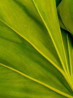 Détails de feuilles de plantes, photographie de nature en couleur de Geoffrey Baris, en gros plan, vert