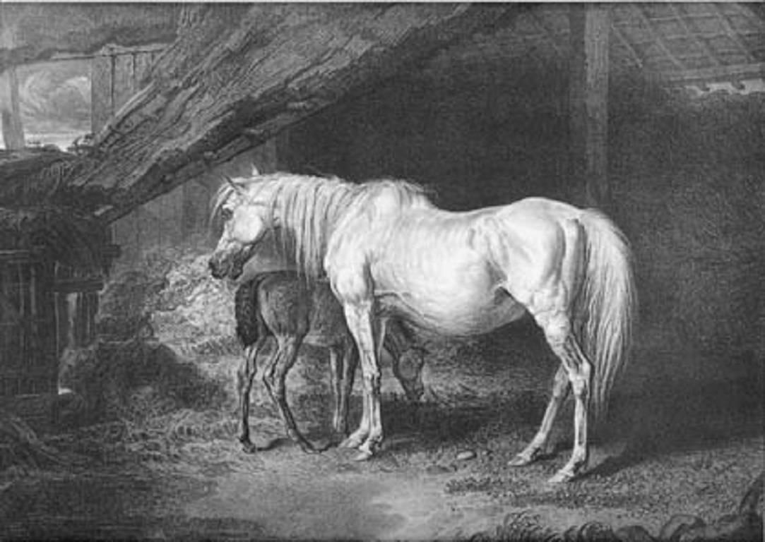 Primrose and Foal : A Brood-Mare, late the property of his Grace the Duke of Graf