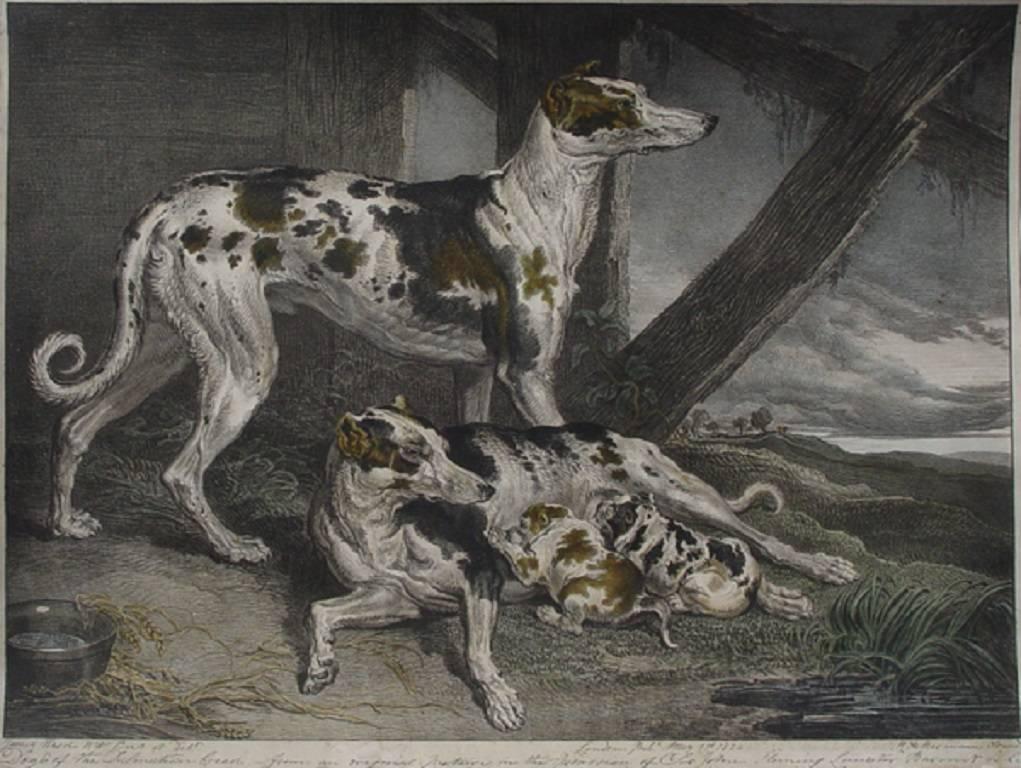 Animal Print James Ward - Les chiens du Dalmatian Breed