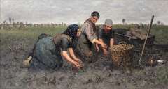 Three women digging up potatoes near Rolde