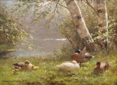 Ducks at the waterside under a birch tree