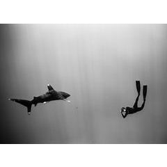 Freediver Photographing Oceanic Whitetip Shark (SC-275) 9