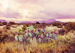 Sedona Cactus I