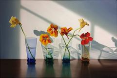 Nasturtiums in Four Glasses