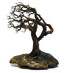 Wind Blown Oak
