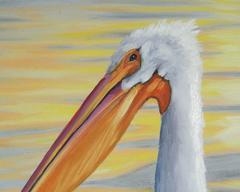 American White Pelican