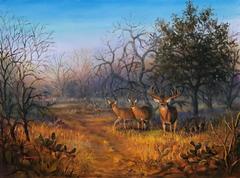 South Texas Whitetail