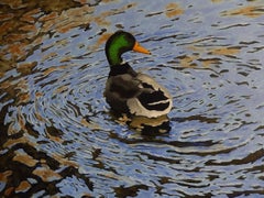 Mallards at Brackenridge Park