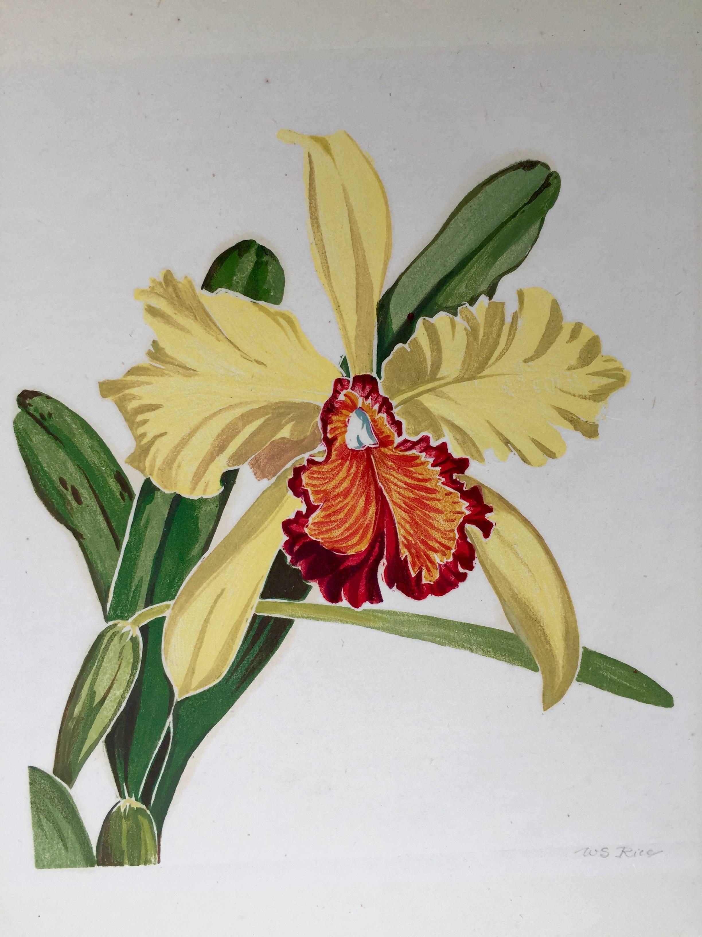 ORCHID - Print by William Seltzer Rice