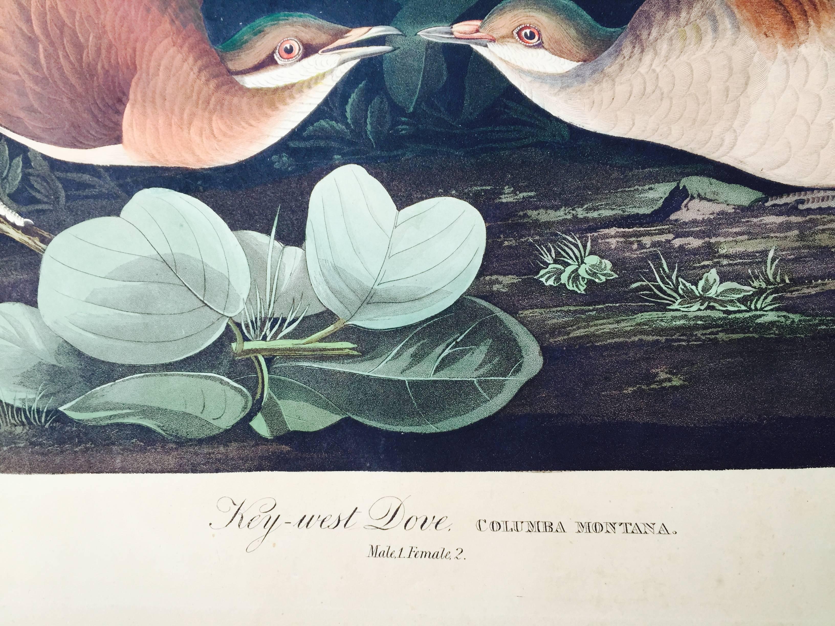 KEY WEST DOVE,  Havell Edition 1