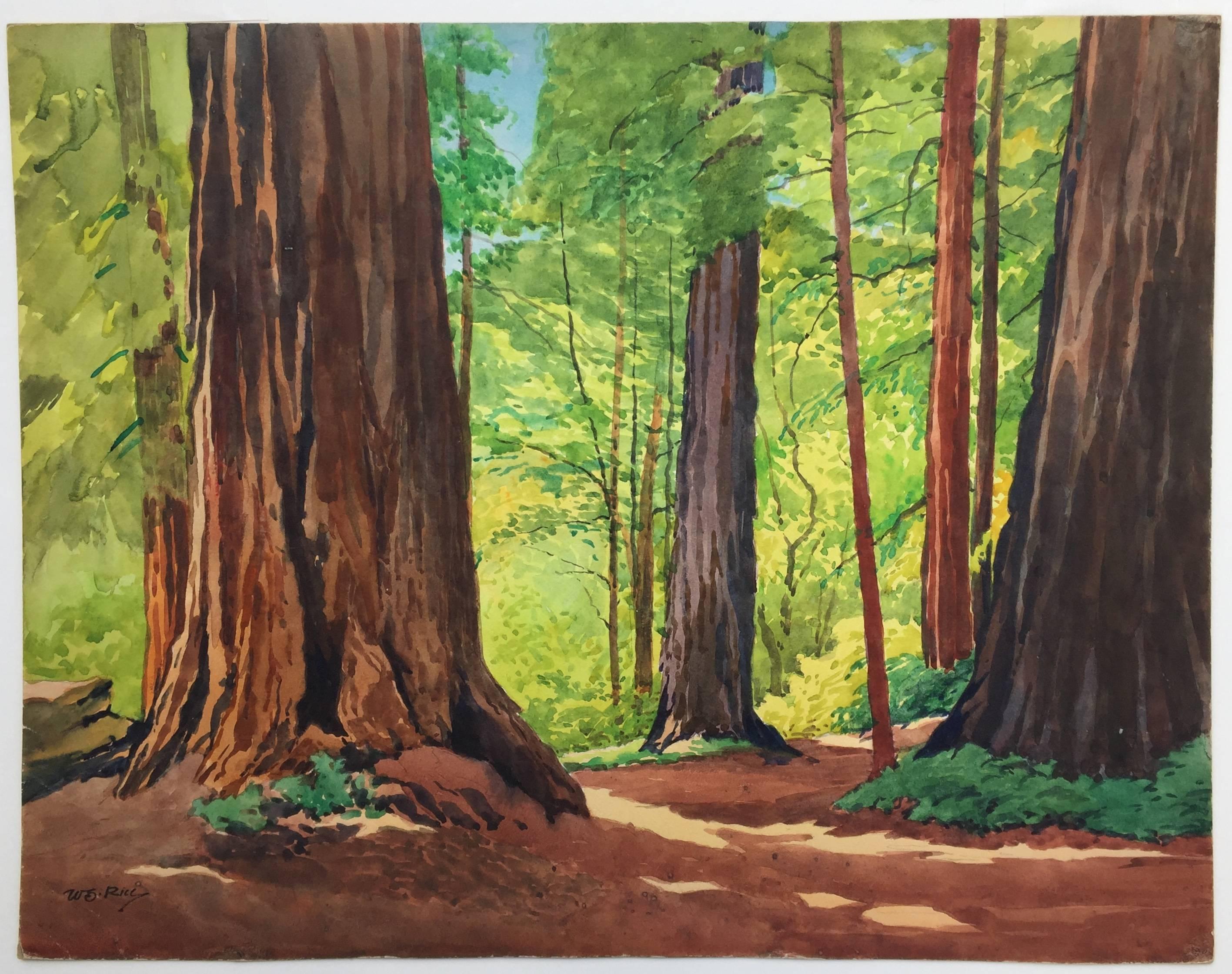 Very Large - Sunlight in Redwoods - Art by William Seltzer Rice