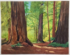 Very Large - Sunlight in Redwoods
